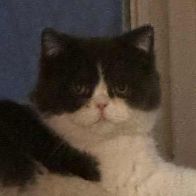 澄澄's profile picture