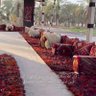 بدر الشــــلاحي 的头像