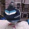 🇸🇩ي 的头像