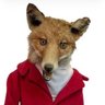 Little Red Fox 的头像