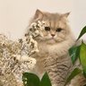 Profilbild von 哟西