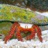 Фото профиля HermiCrab