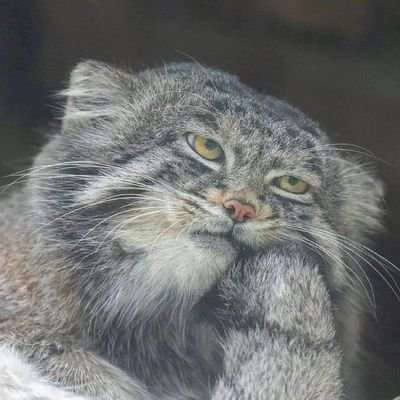 Fentmaster12's profile picture