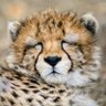 Profilbild von apamir