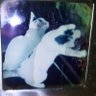 2 Cats and A Guy's profile picture