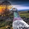 British pigeon🇬🇧 的头像