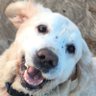 Darfeloper profil fotoğrafı