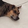 Profilbild von Pedro