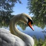 Patriotic Swan's profile picture