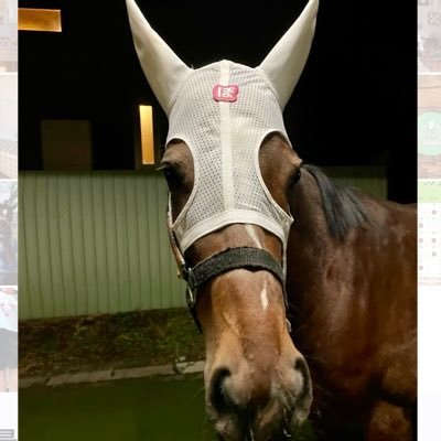 ポウナム(アオラキファームあるふぁ)'s profile picture