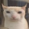Profilbild von ぬるぬこ