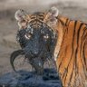 Bongo Sontan profil fotoğrafı