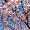 Фото профиля こんぼい