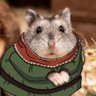 Hamster || married to KCDtwt acc 💍 的头像