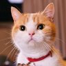 Profilbild von がたまる