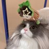 melmelbel's profile picture