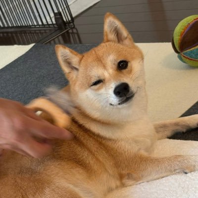豆柴ぐり's profile picture