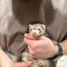 Profilbild von Darwin Oliver Dakota