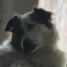 Profilbild von Penagolfer