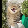 Erlingham's profile picture