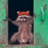 Фото профиля Raccoon