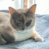 Mipette1's profile picture
