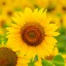 Akash Mondal's profile picture