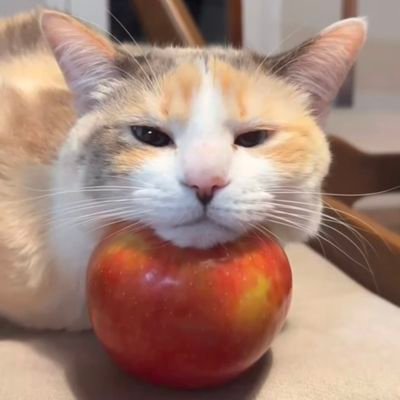 Ἴκαρος's profile picture