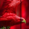 🦅 poda 🇪🇬 profil fotoğrafı