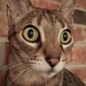 Kevin Ricci's profile picture