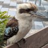 漣いんこ profil fotoğrafı