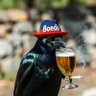 🐦⬛𝕎𝔸𝕃𝕃𝕀𝔼 🐦⬛'s profile picture
