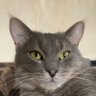 JadeSham profil fotoğrafı