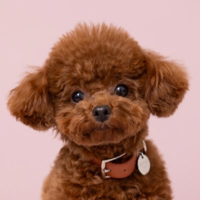 ToFu's profile picture