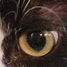 Budster, The KitTen's profile picture