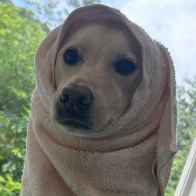 ビビリワンGP.No1みらい【公式】ママ推し同担拒否犬's profile picture