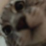 茂密疯狂偷吃猫条被发现下派去扫厕所 的头像