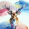 午羊シカ's profile picture