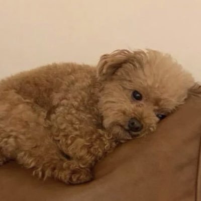Mniopx's profile picture