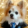 ぱんくん🐾魔法使い🏰🌞🍞🐶🧙🪄's profile picture