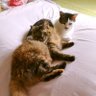 Profilbild von 調布地域猫の会(スパム判定を受けるかどうかの試験運用アカウント)