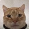 Innocent pervy cat profil fotoğrafı