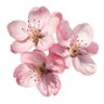 Zosha_lovely :) 的头像