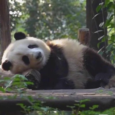 แพนด้า ชานีนชน์ พชรฐากูร's profile picture