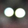 Profilbild von Greengreen C