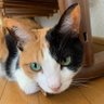 Masakichi 的头像