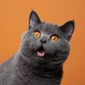 Profilbild von Funny cats 😹😹😹