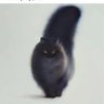 Anima's profile picture