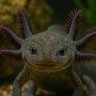Profilbild von 🩵✨️Skyjeulotl☁️🩷