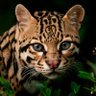Quabinahh profil fotoğrafı